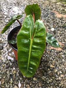 Philodendron Billietae