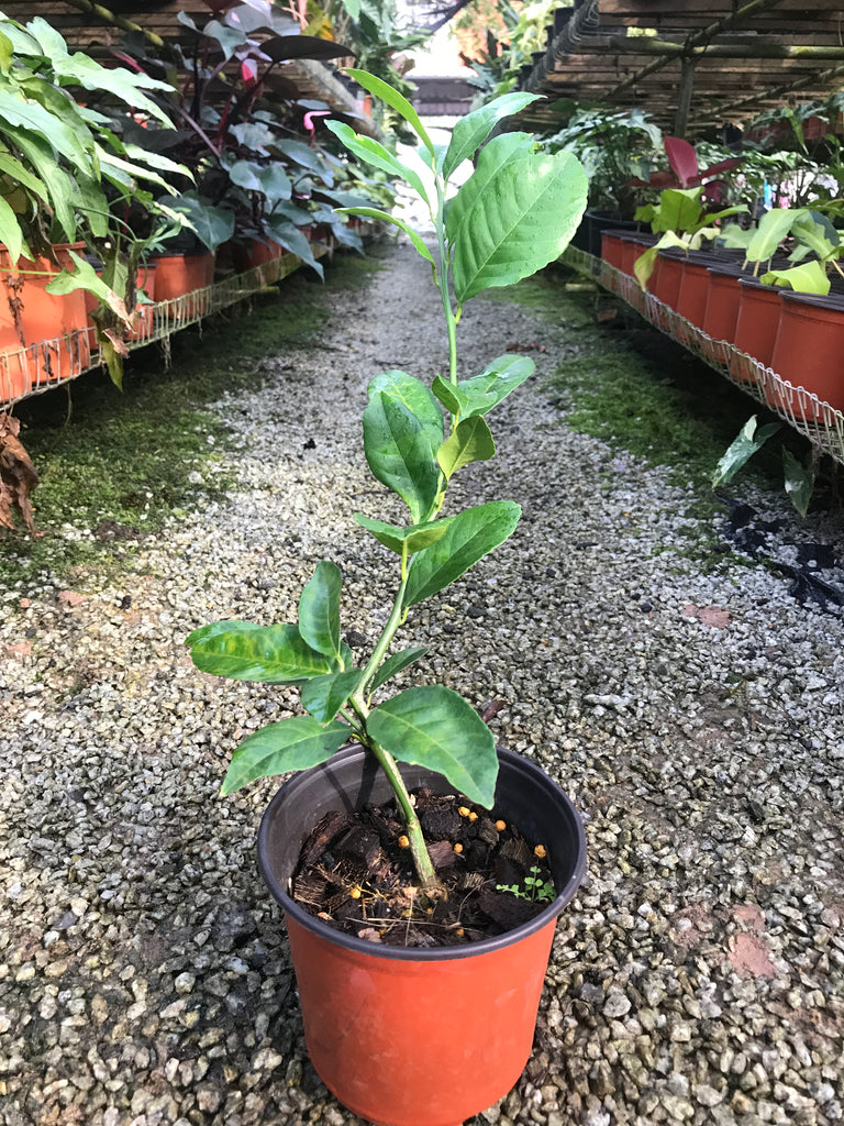 Meyer Lemon (Complete Guide)