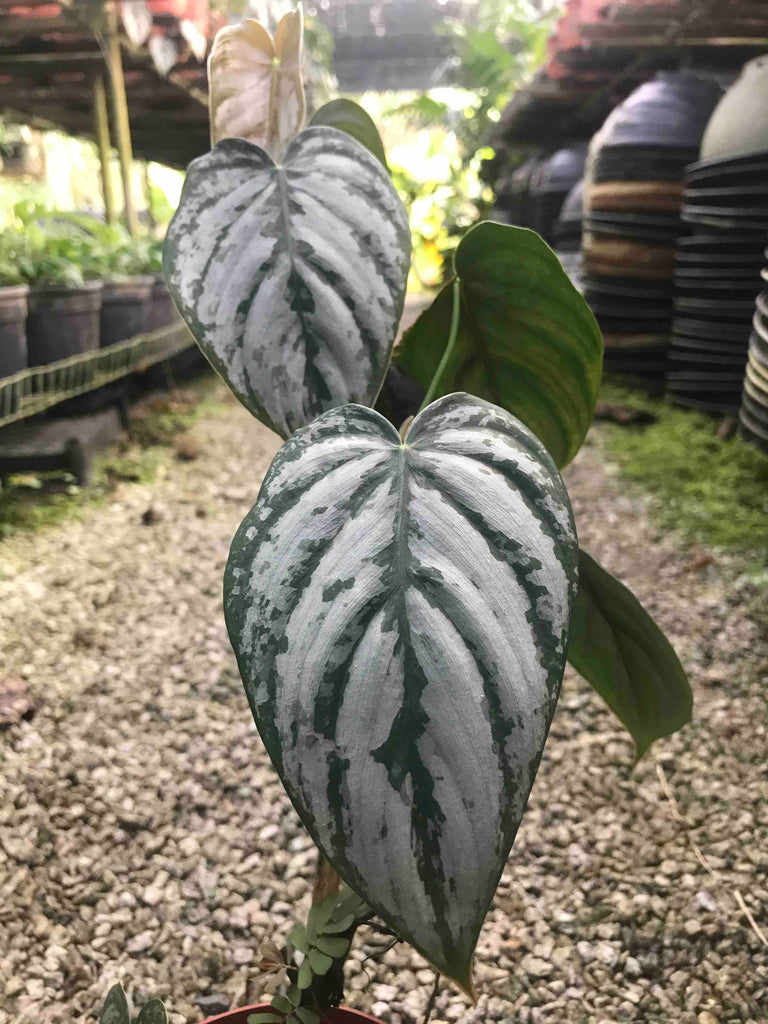 Philodendron Plant (Complete Guide)